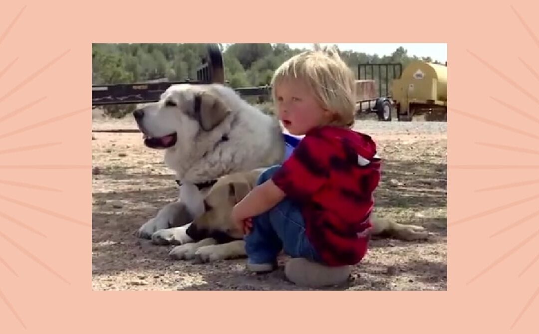 Buford the brave: Hero dog finds missing toddler 7 miles from home in Arizona wilderness