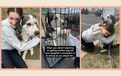 Mom says no to another dog—until a senior rescue “chooses” her teen