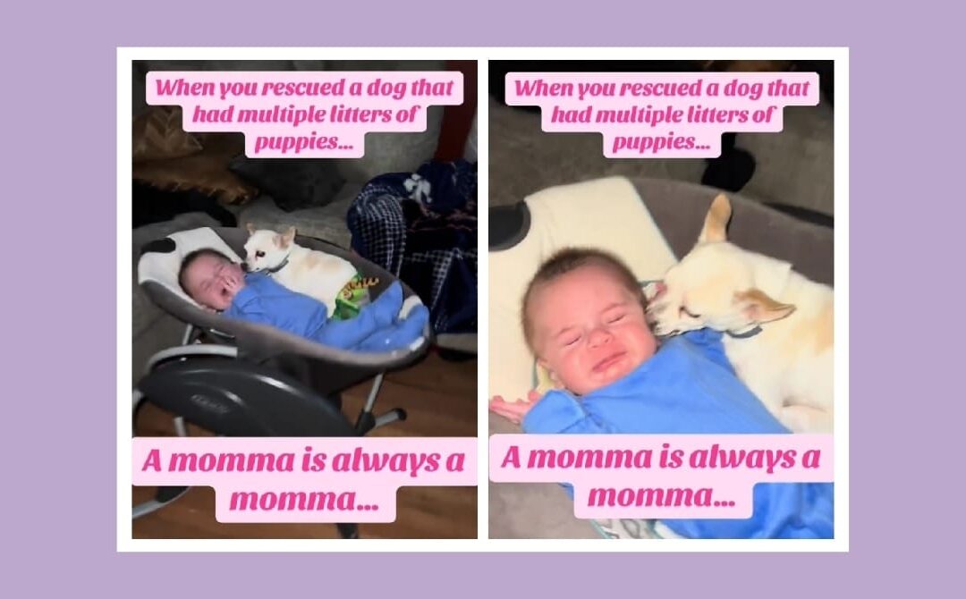 You won’t believe what this 14-year-old dog did when she heard a crying baby