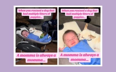 You won’t believe what this 14-year-old dog did when she heard a crying baby