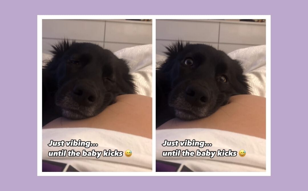 Dog rests his head on baby bump—then the kick comes