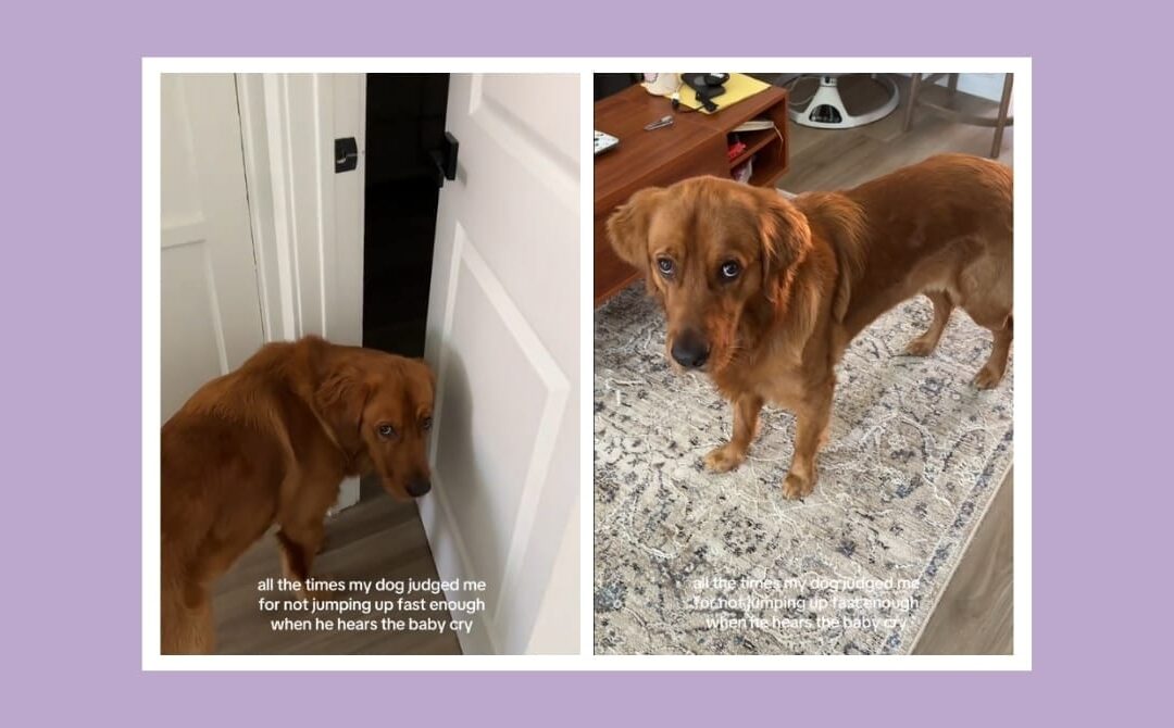 Golden Retriever gives mom side-eye for being “too slow” to the crying baby