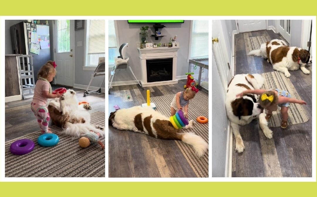 Mom checks on her toddler and Saint Bernard—and can’t believe what she finds