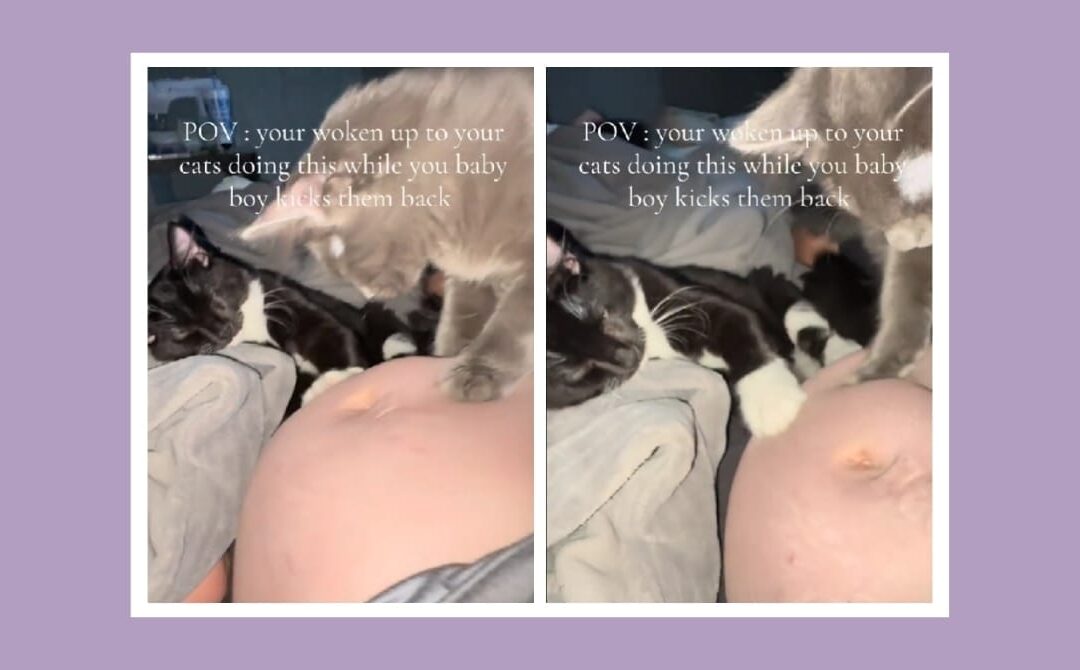 Why pets are drawn to pregnant bellies—and what it means for baby