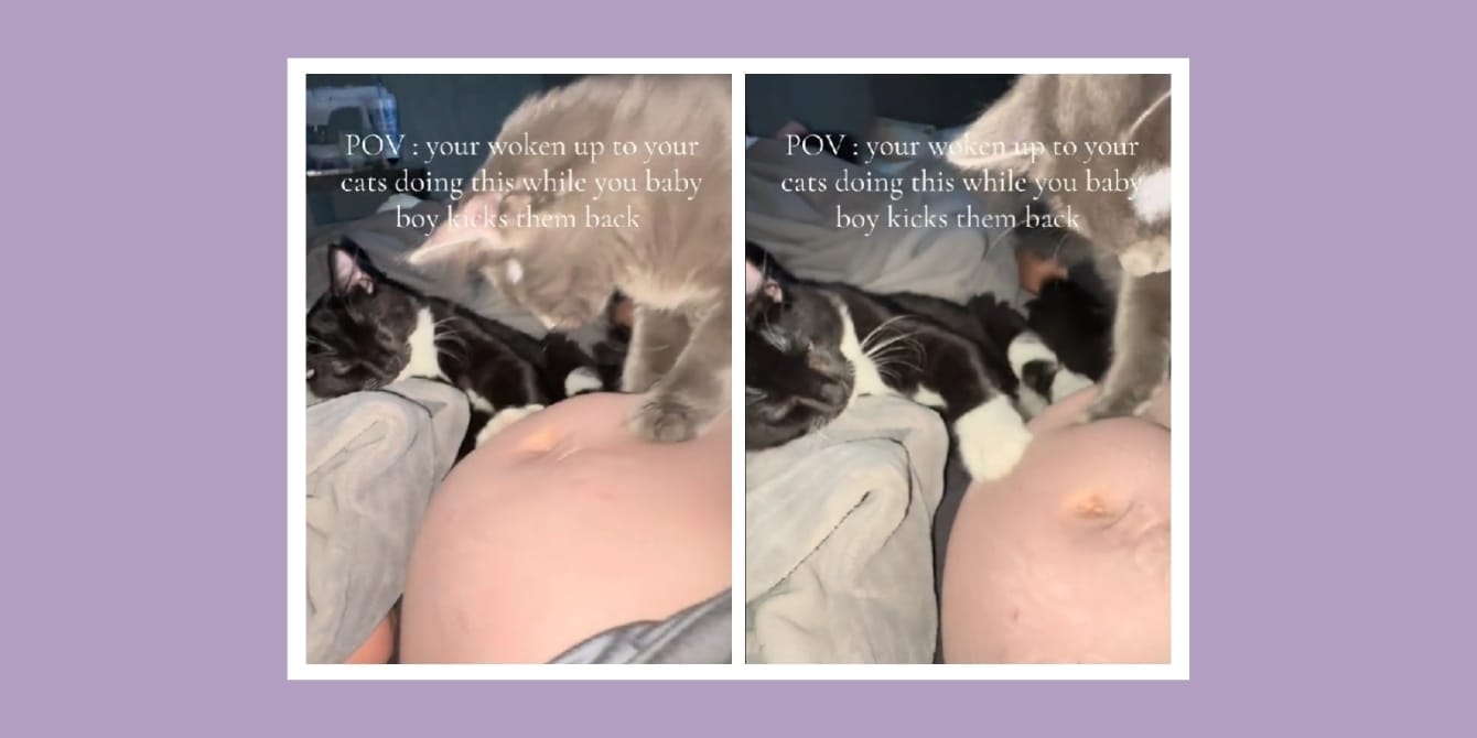 
                    Why pets are drawn to pregnant bellies—and what it means for baby                
